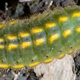 Illustration for article titled Extraordinary eggs and caterpillars are as beautiful as the butterflies
